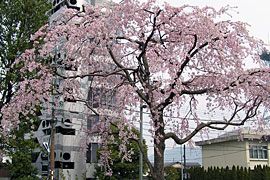 亀岡市役所前の八重桜