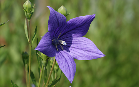 キキョウの花